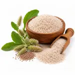 ইসবগুলের ভুষি | Isobguler Bhushi | Psyllium Husk
